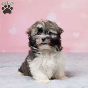 Ruff, Havanese Puppy